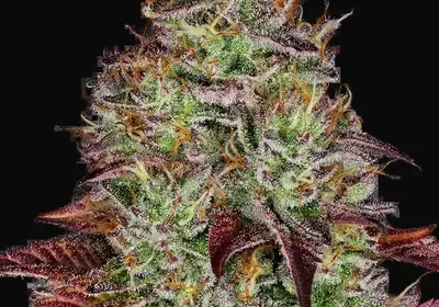 Tezla OG Feminized