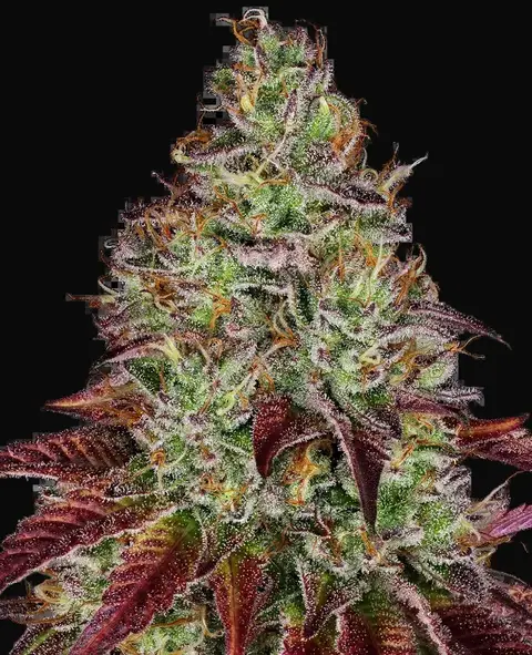 Tezla OG Feminized