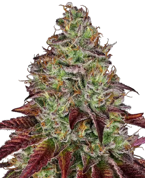 Tezla OG Feminized