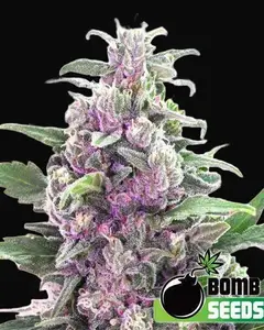 THC Bomb Auto