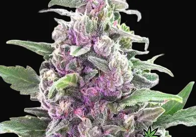 THC Bomb Auto
