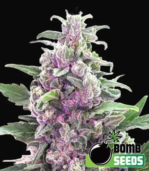 THC Bomb Auto