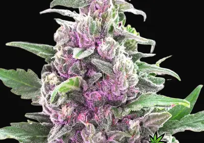 THC Bomb