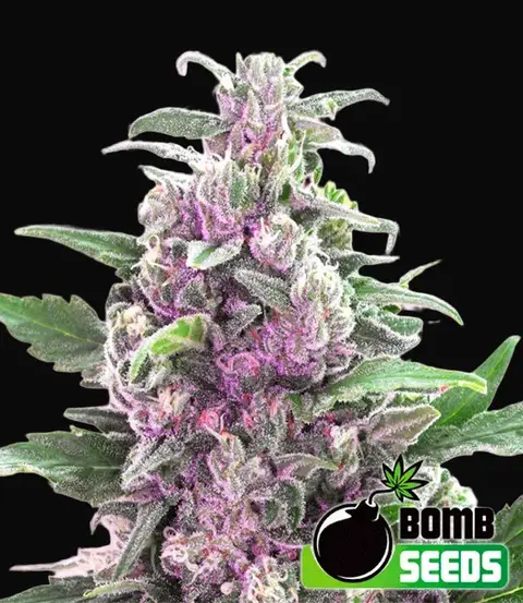 THC Bomb