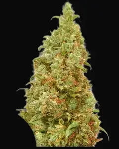 THC-Victory