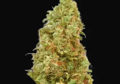 THC-Victory