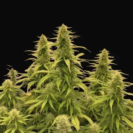THC-Victory — zdjęcie 4