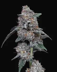 The Big Mac Auto