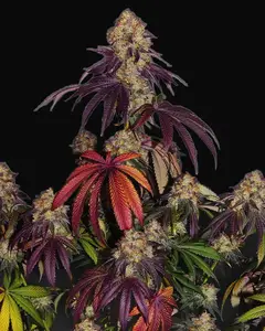 The Bulldog Gelato 17
