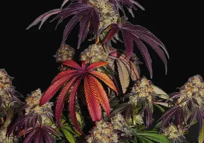 The Bulldog Gelato 17
