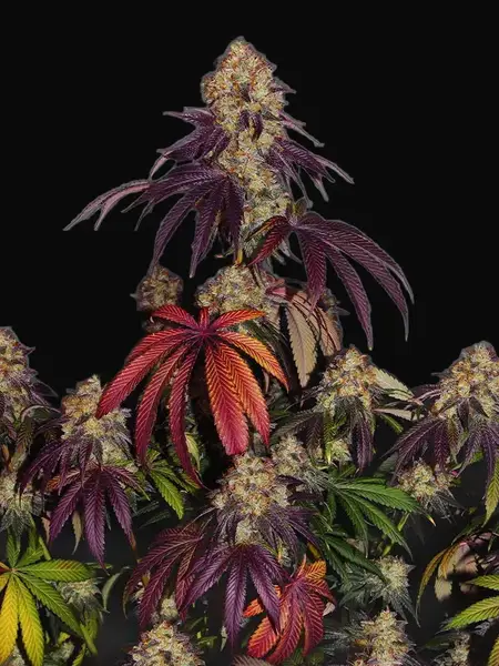 The Bulldog Gelato 17