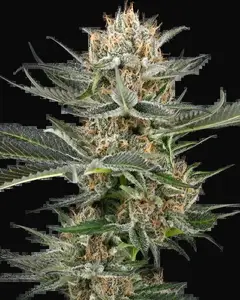 Thin Mint Kiwi Automatic
