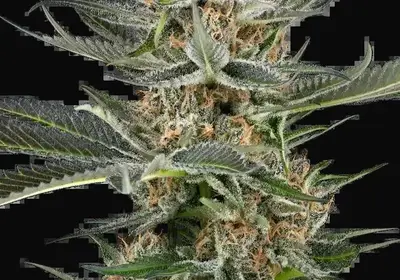 Thin Mint Kiwi Automatic