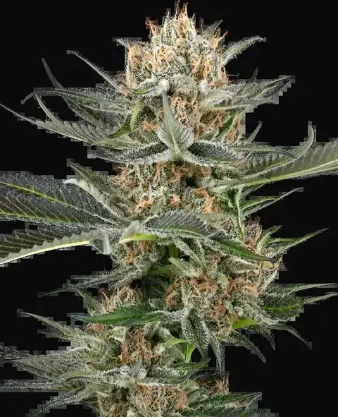 Thin Mint Kiwi Automatic