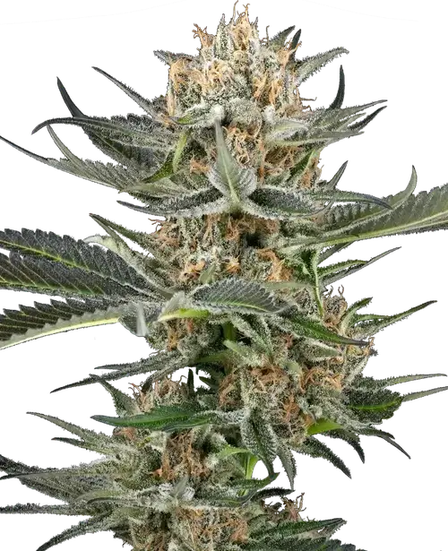 Thin Mint Kiwi Automatic