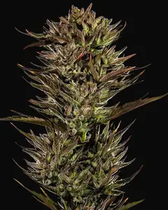Thin Mint x Sour Pinot Auto