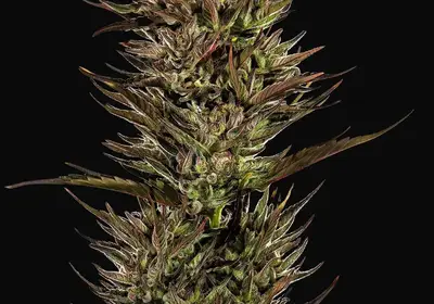 Thin Mint x Sour Pinot Auto