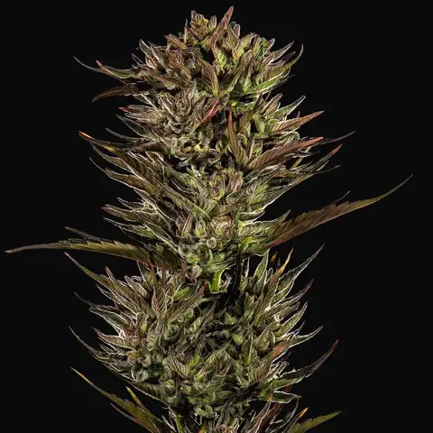 Thin Mint x Sour Pinot Auto