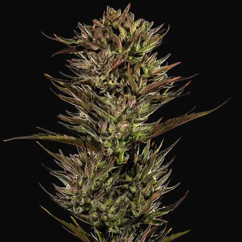 Thin Mint x Sour Pinot Auto