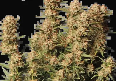 Thunder Banana Auto