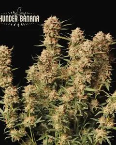Thunder Banana Auto