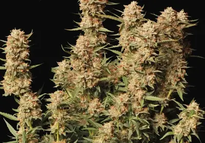 Thunder Banana Auto