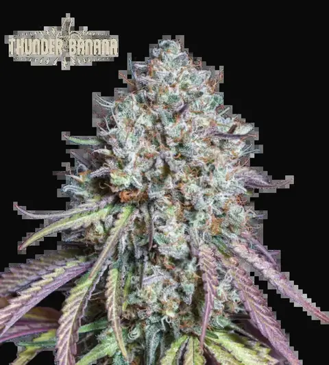 Thunder Banana