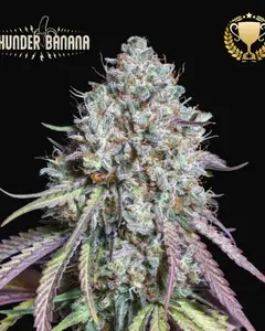 Thunder Banana
