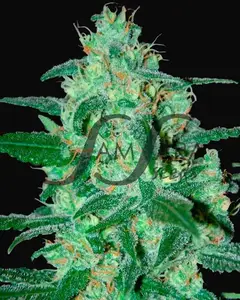 Thunder Bloody Mary Auto