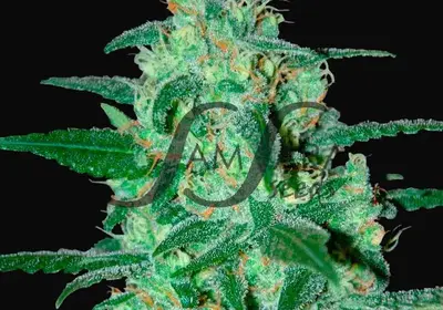 Thunder Bloody Mary Auto