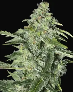 TNT Kush CBD