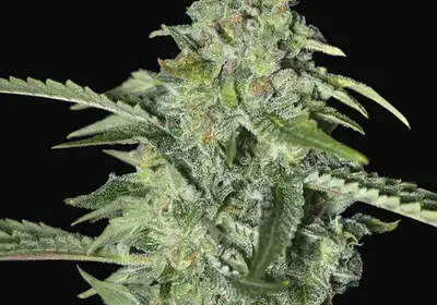 TNT Kush CBD
