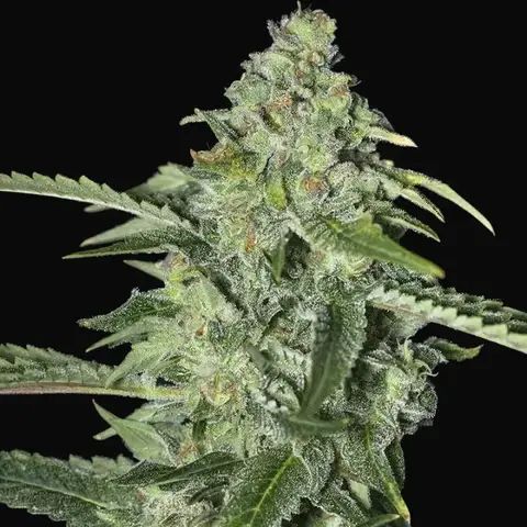 TNT Kush CBD