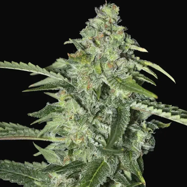 TNT Kush CBD