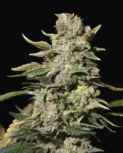 TNT Kush
