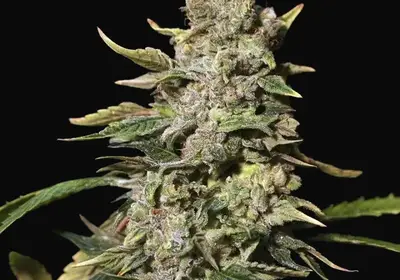 TNT Kush