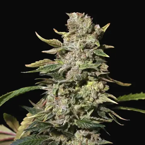 TNT Kush