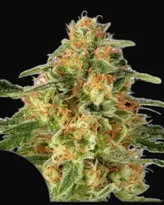 TnT Trichome