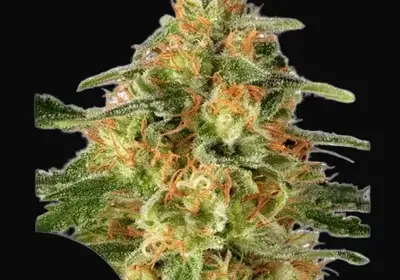 TnT Trichome
