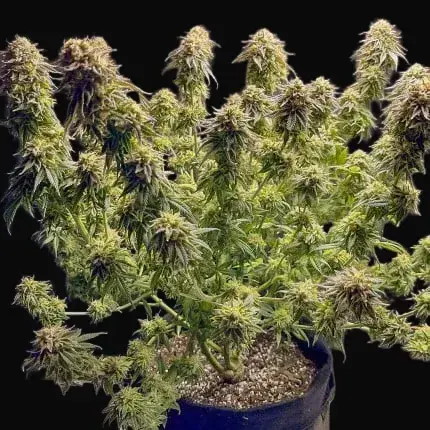 TnT Trichome — zdjęcie 3