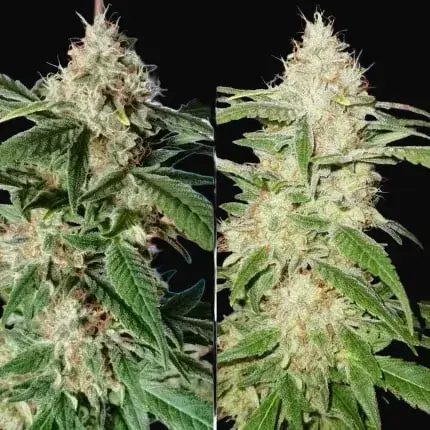 TnT Trichome — zdjęcie 2