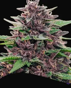 Toffee Pudding Auto
