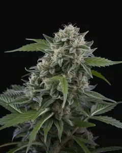 Tom Kush OG