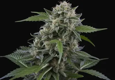 Tom Kush OG