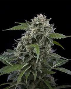 Tom Kush OG