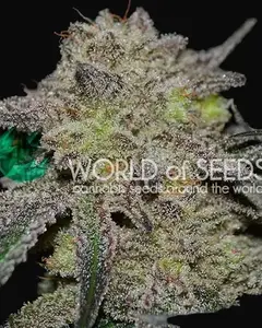 Tonic Ryder CBD