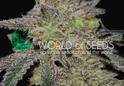 Tonic Ryder CBD