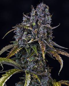 Toof Decay Auto