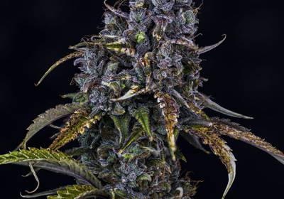 Toof Decay Auto