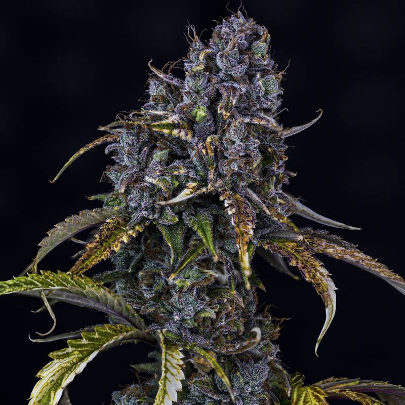 Toof Decay Auto